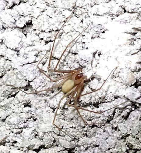 Réf. 332 324 : Loxosceles rufescens